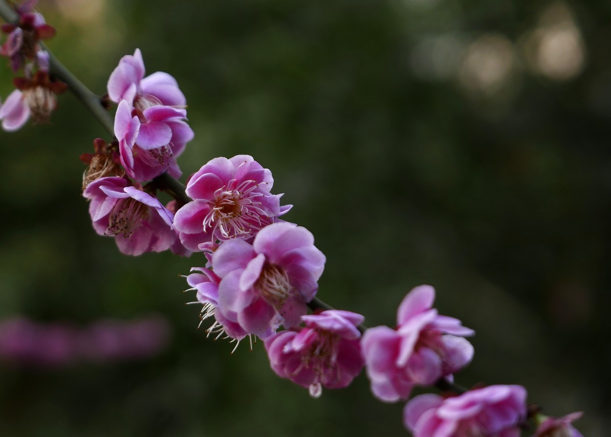 小区梅花也灿烂——祝各位版主和摄友新春快乐！