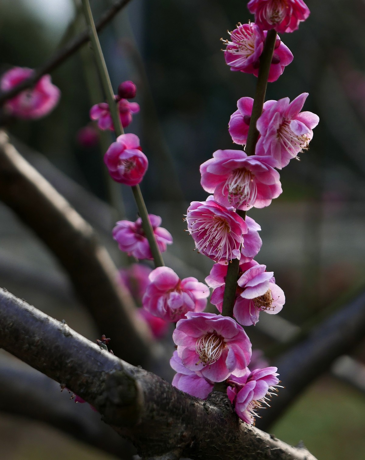小区梅花也灿烂——祝各位版主和摄友新春快乐！