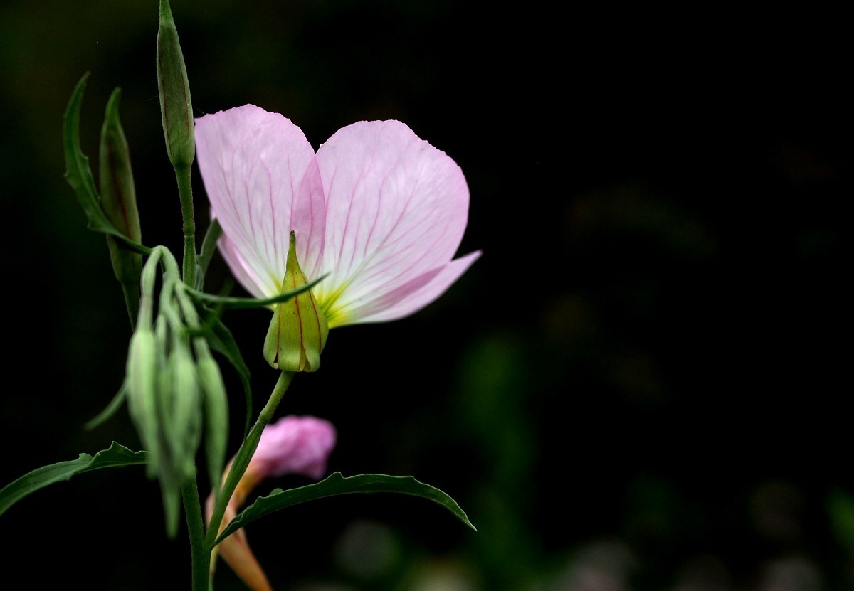月见草