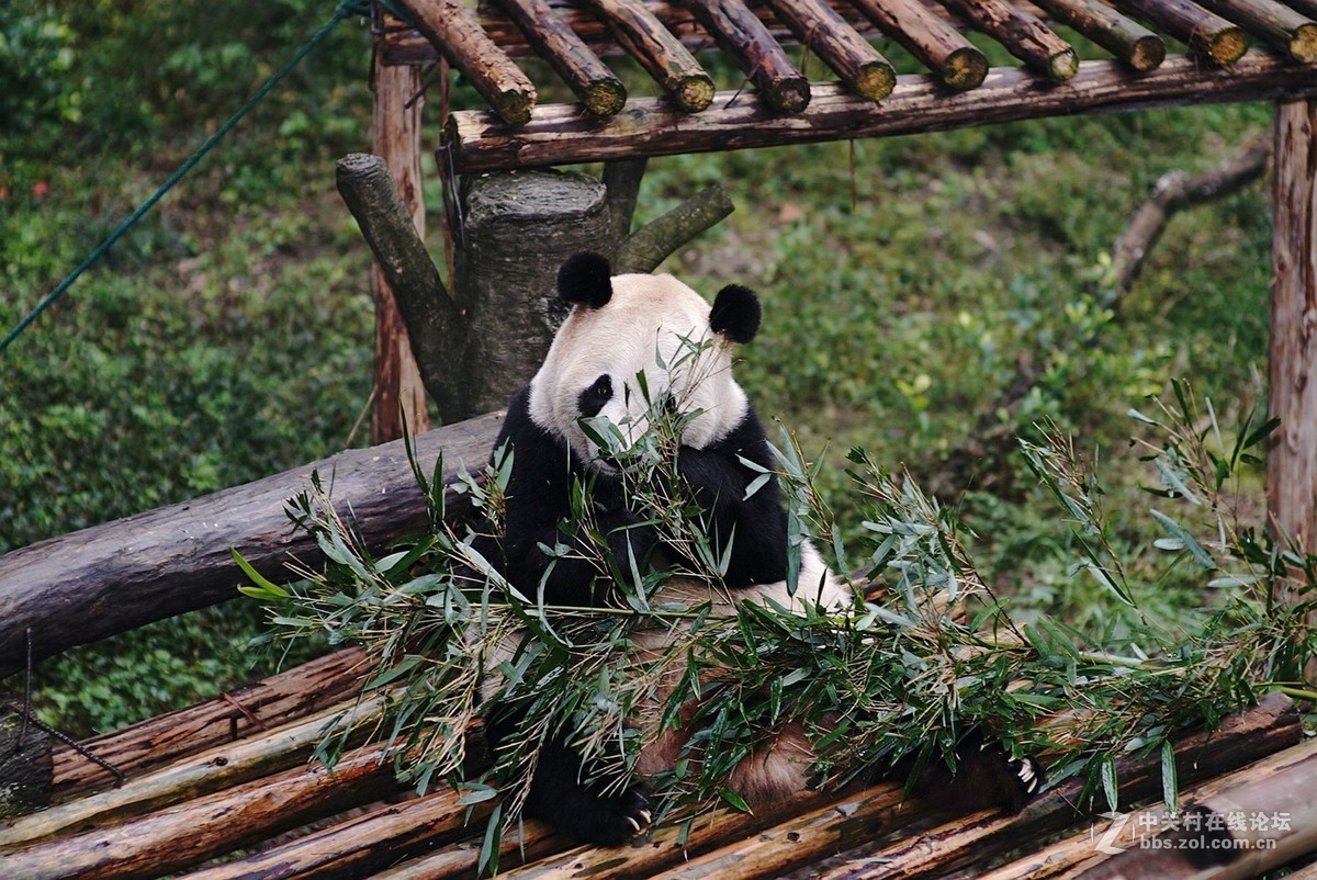 熊猫、仙鹤几片