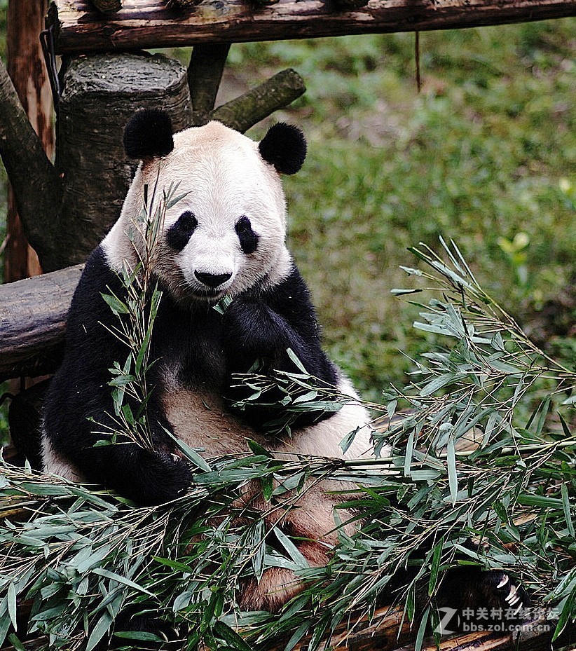 熊猫、仙鹤几片