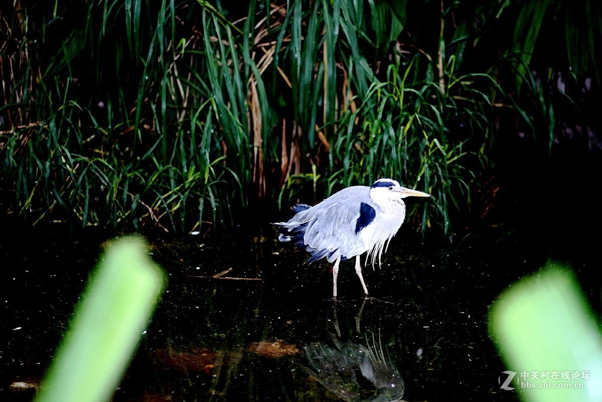 熊猫、仙鹤几片