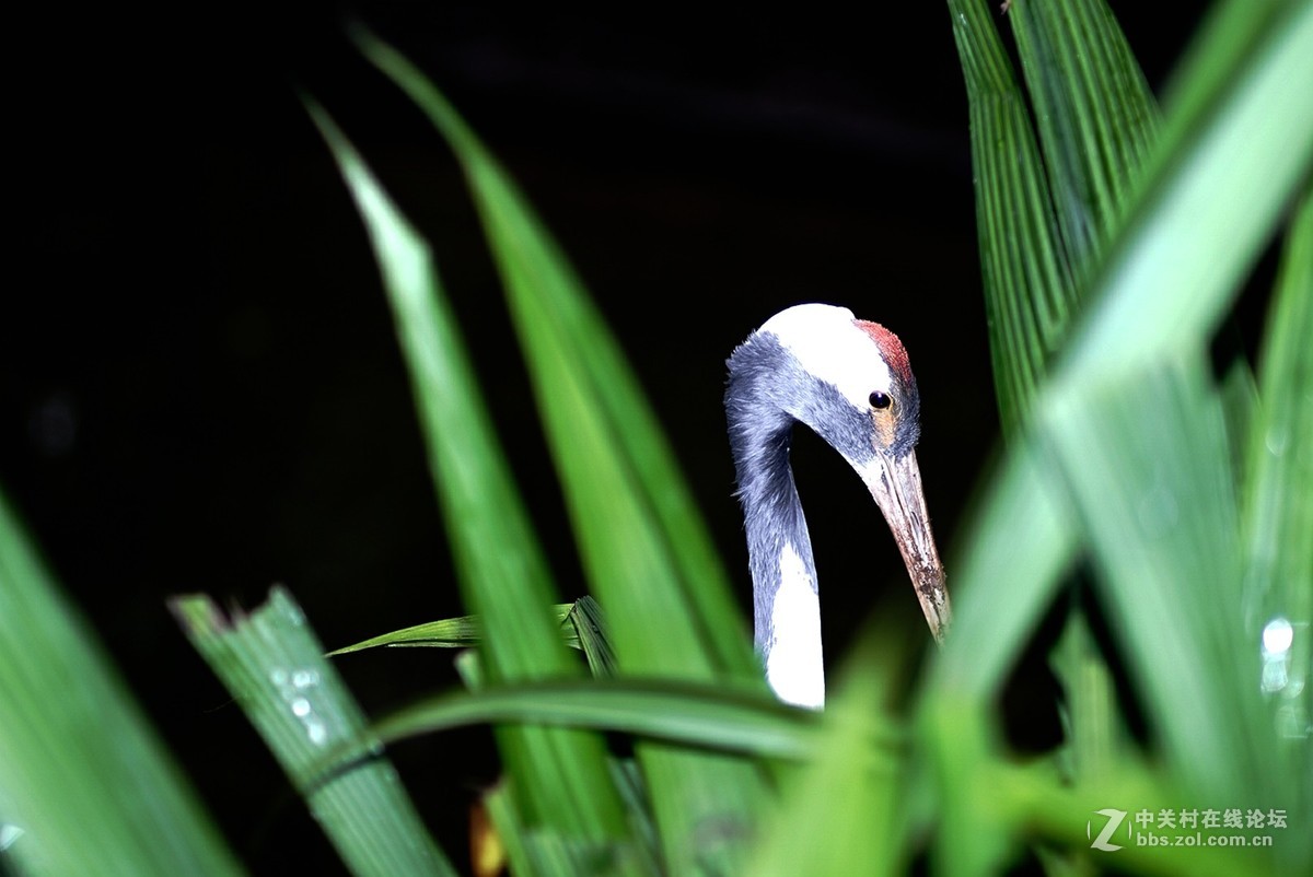 熊猫、仙鹤几片