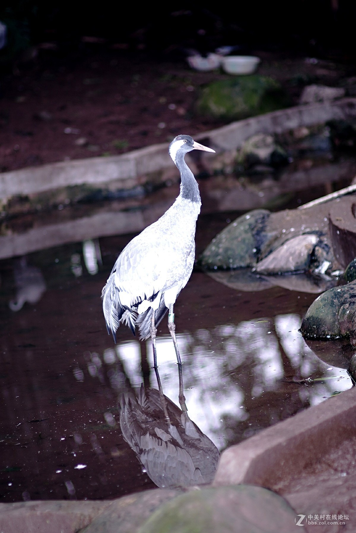熊猫、仙鹤几片