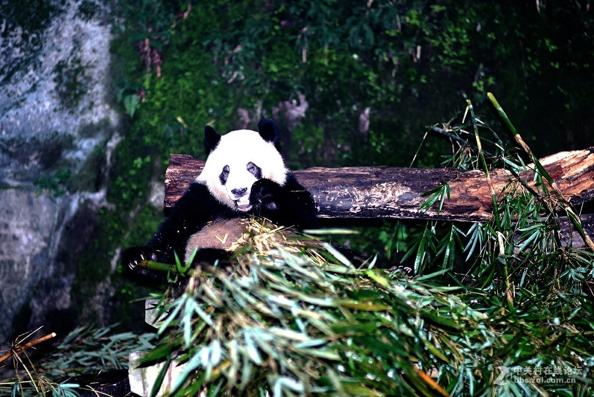 熊猫、仙鹤几片