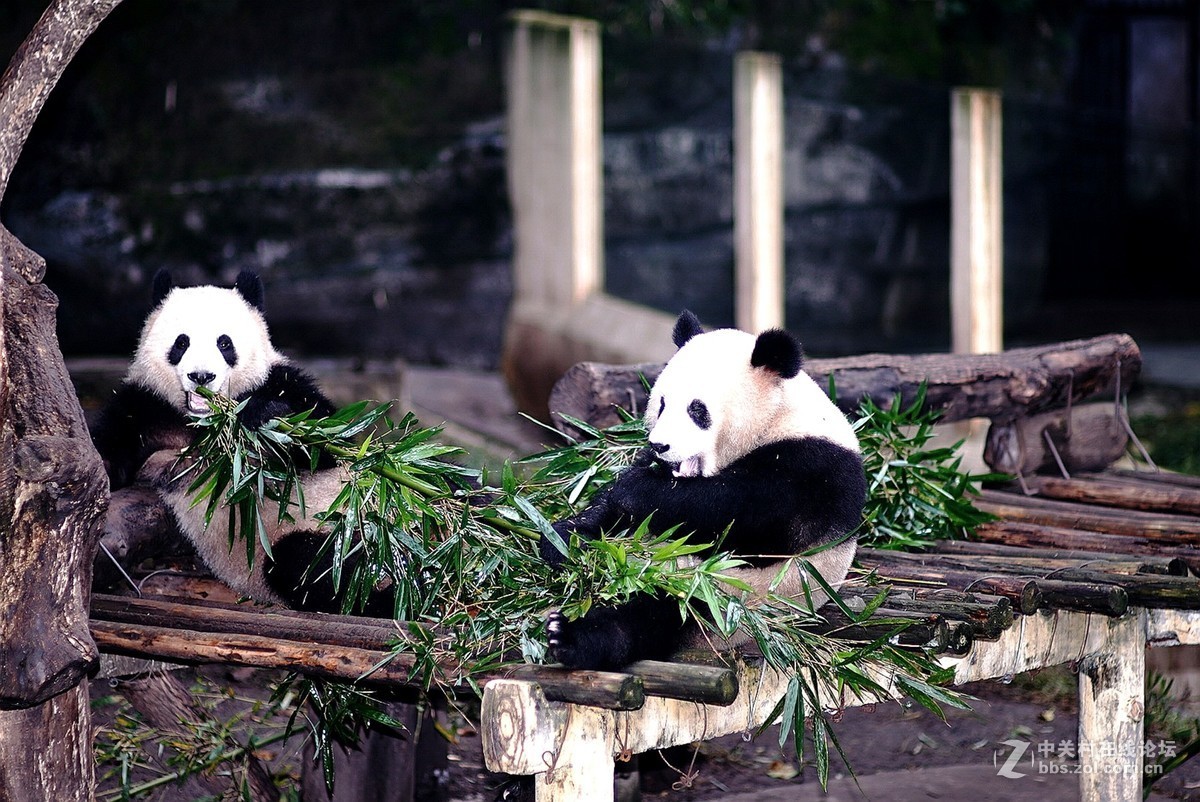 熊猫、仙鹤几片