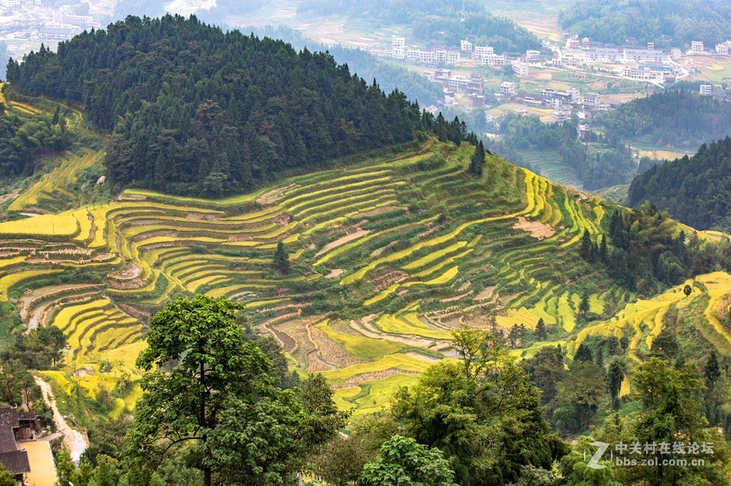 湖南紫鹊界梯田