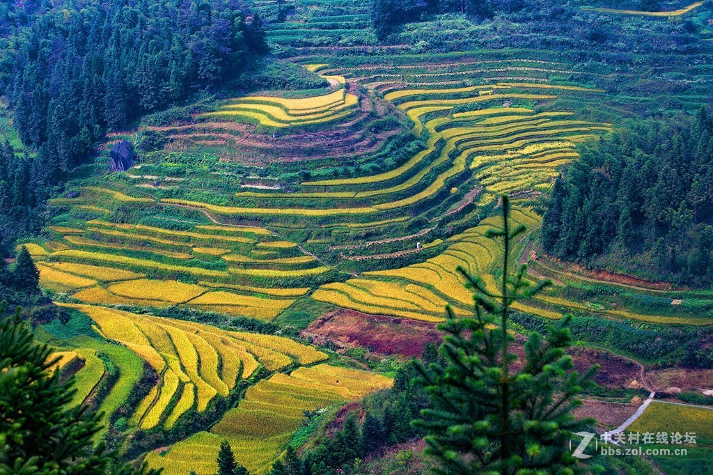 湖南紫鹊界梯田
