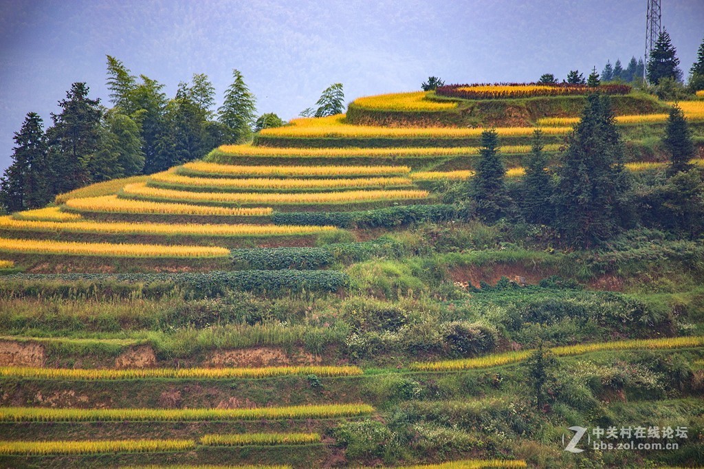 湖南紫鹊界梯田