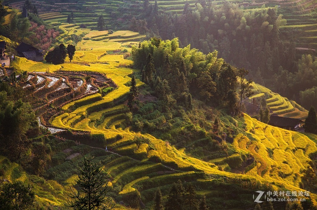 湖南紫鹊界梯田