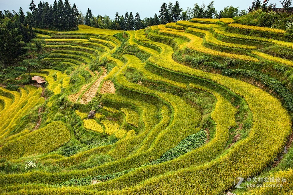 湖南紫鹊界梯田