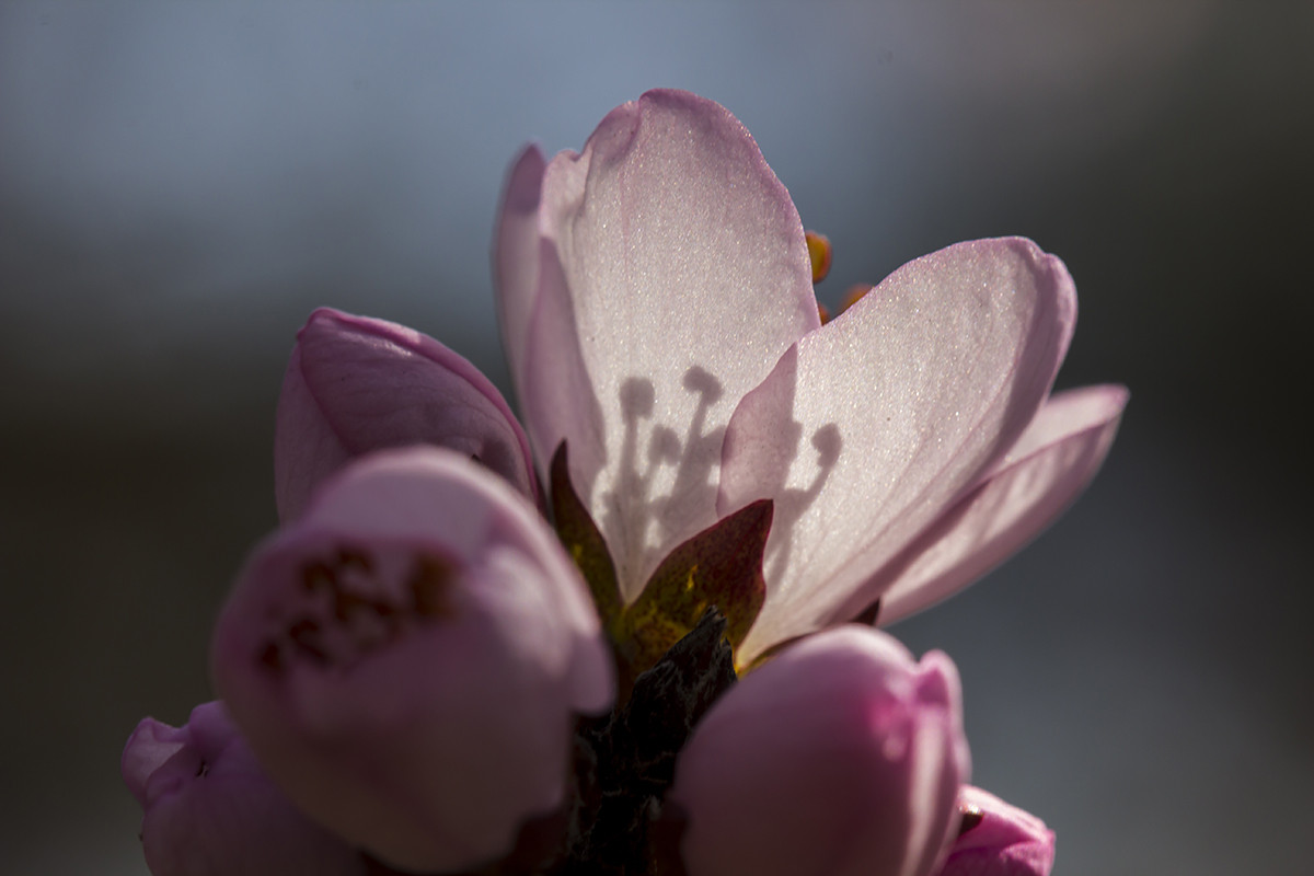 今年桃花早开放！