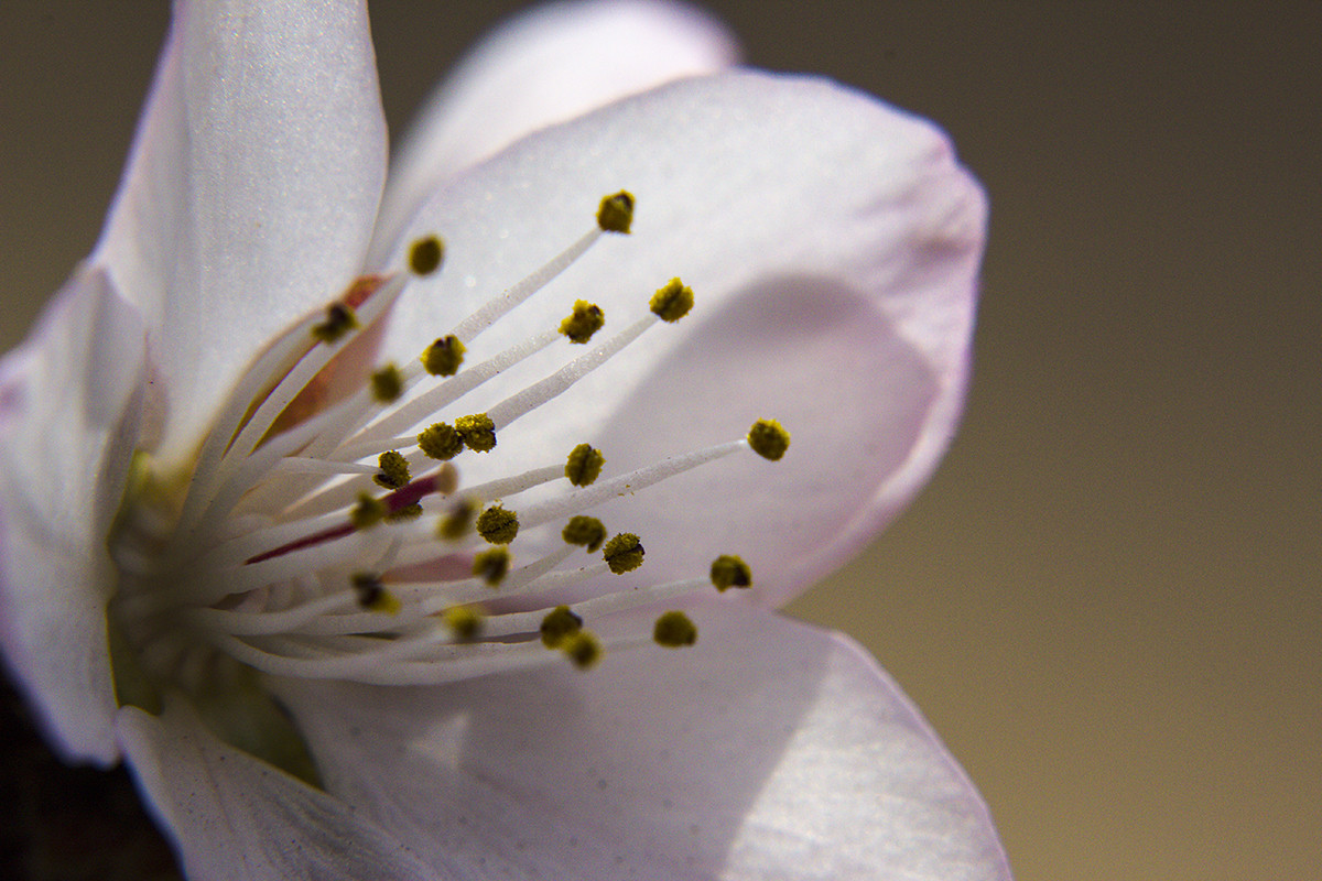 今年桃花早开放！