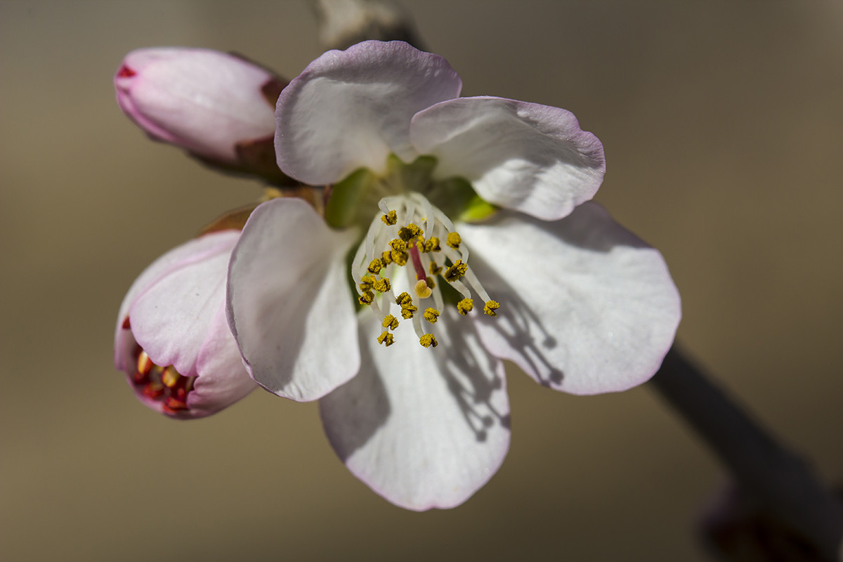 今年桃花早开放！