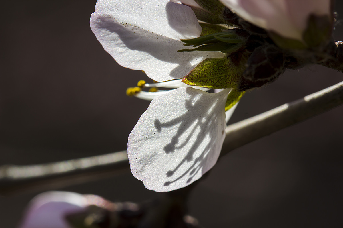 今年桃花早开放！
