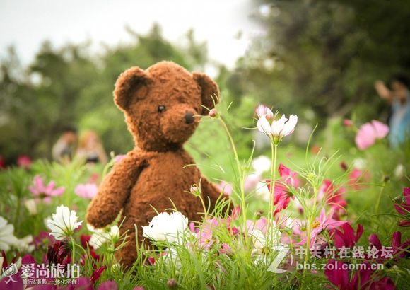 钦州格桑花开！新手勿喷！