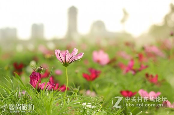 钦州格桑花开！新手勿喷！