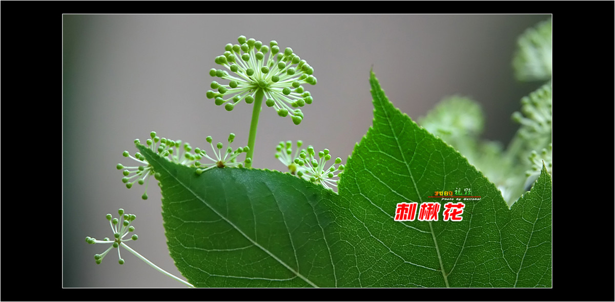 【我的视野】★ 刺楸花 ★