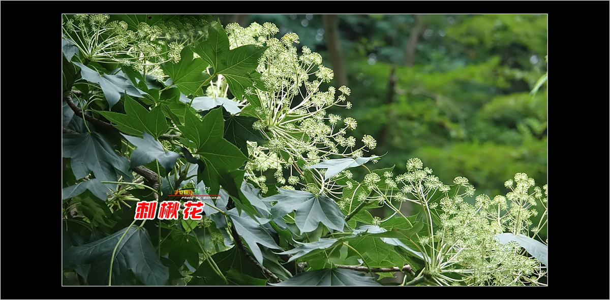 【我的视野】★ 刺楸花 ★
