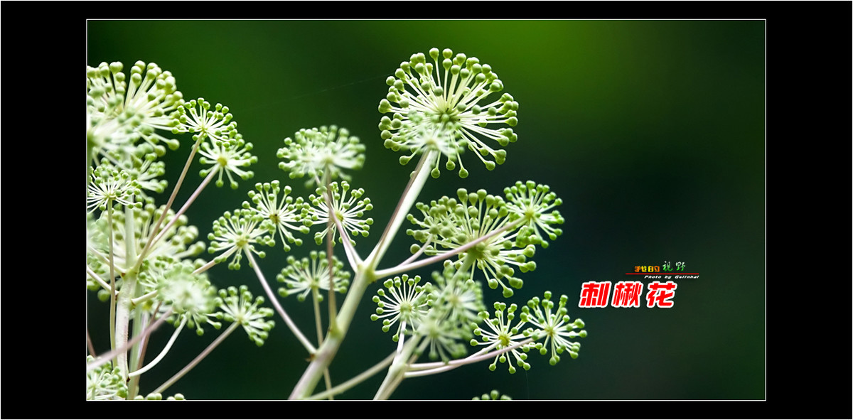 【我的视野】★ 刺楸花 ★