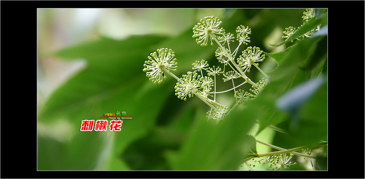 【我的视野】★ 刺楸花 ★