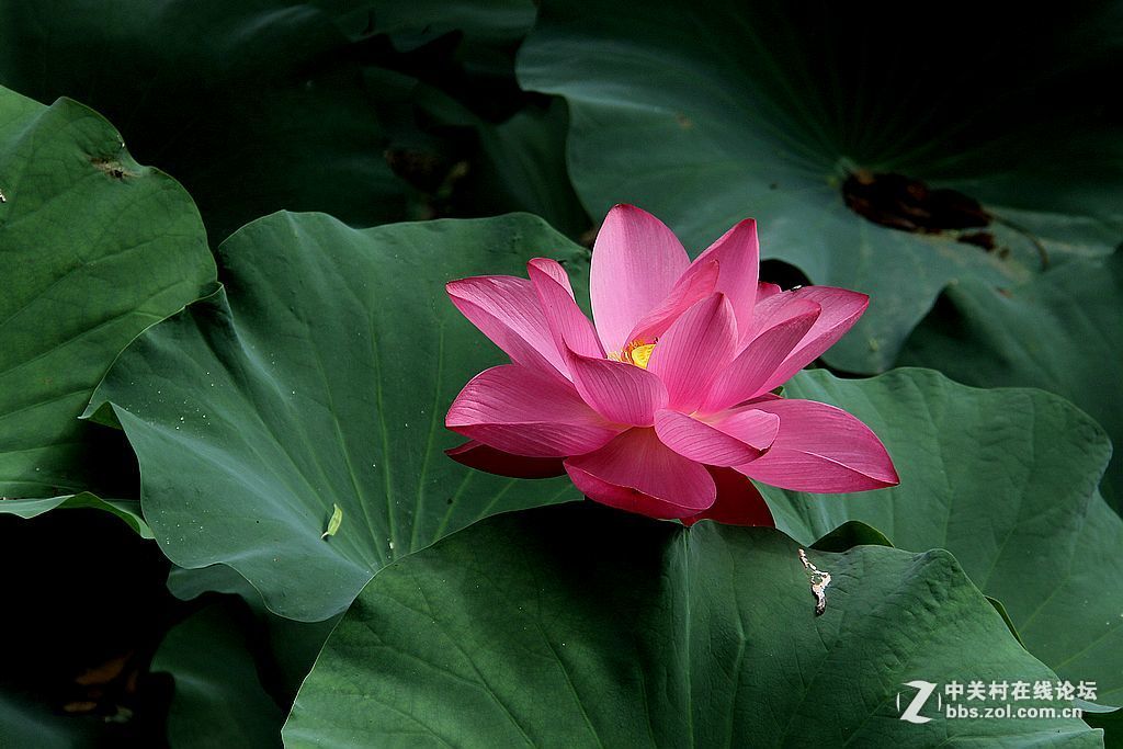 #版主坐堂# 赤峰摄影星空(中国)2016年7月份部分精华作品