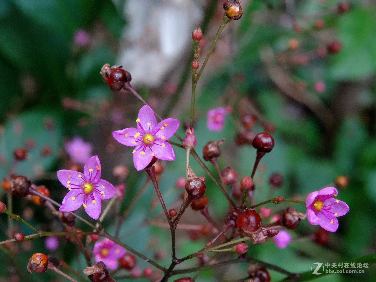 非常小的人参花续