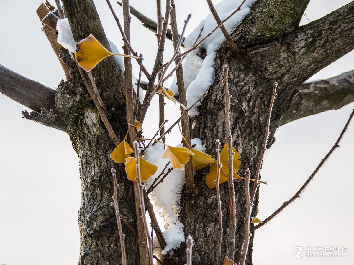 2016年的第一场雪