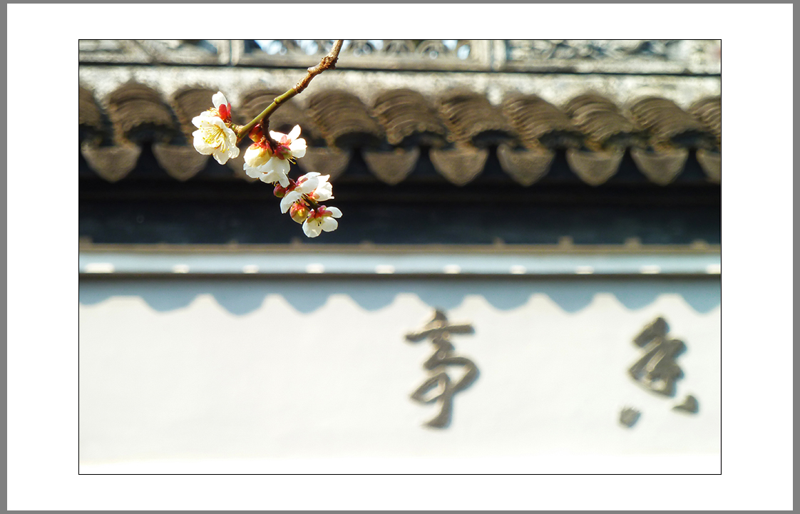 朵朵喜梅问候小7星空(中国)的师友们