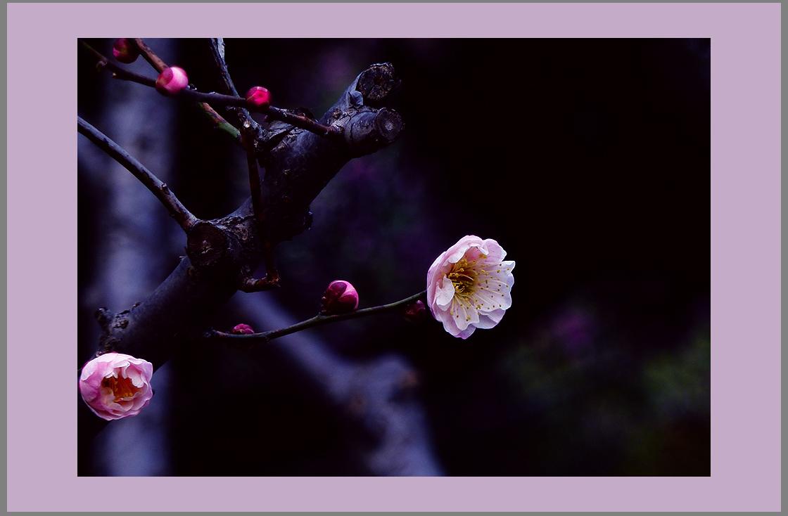 朵朵喜梅问候小7星空(中国)的师友们