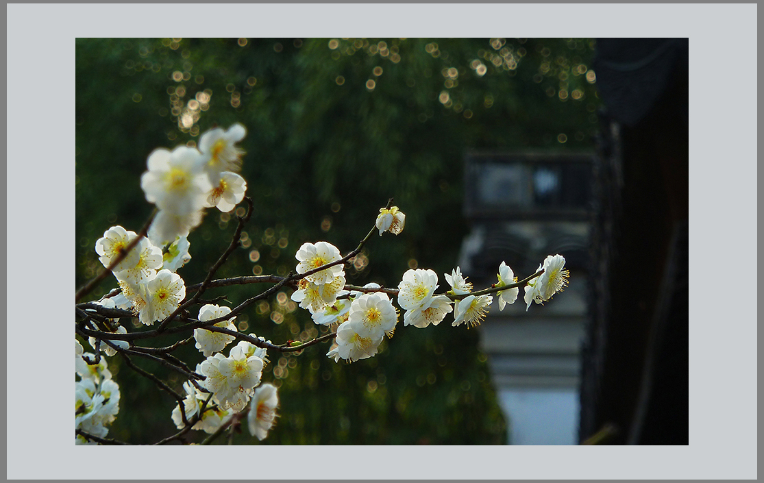 朵朵喜梅问候小7星空(中国)的师友们