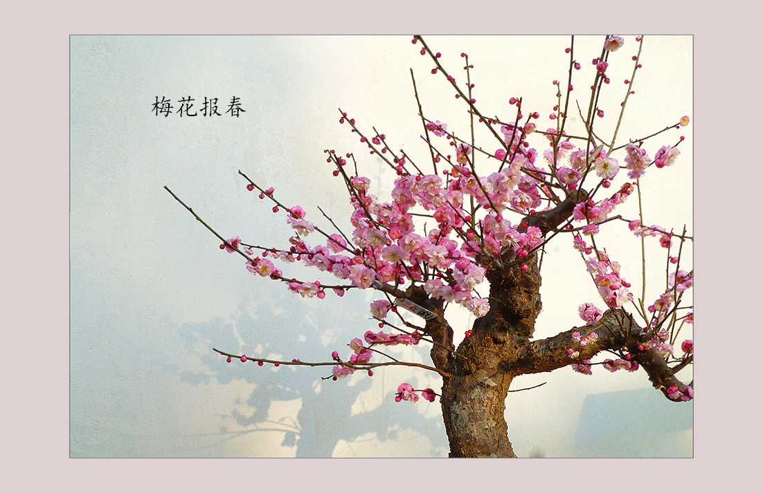 朵朵喜梅问候小7星空(中国)的师友们