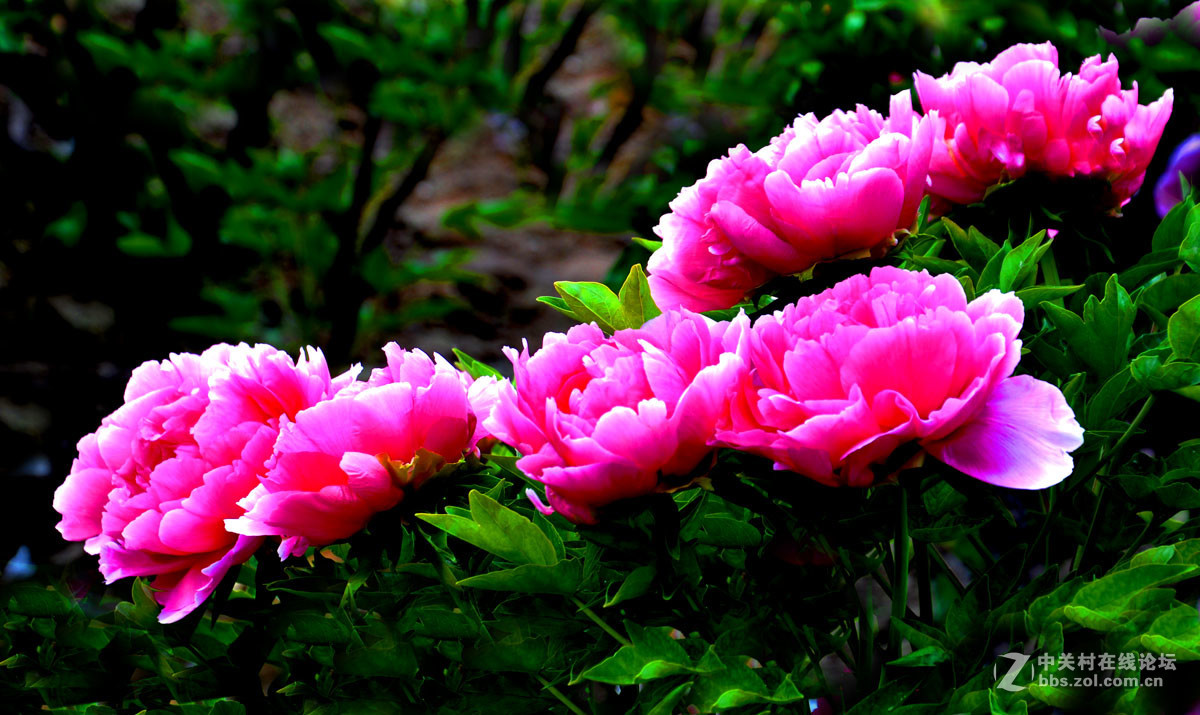 花开时节动京城. 17.4.29.