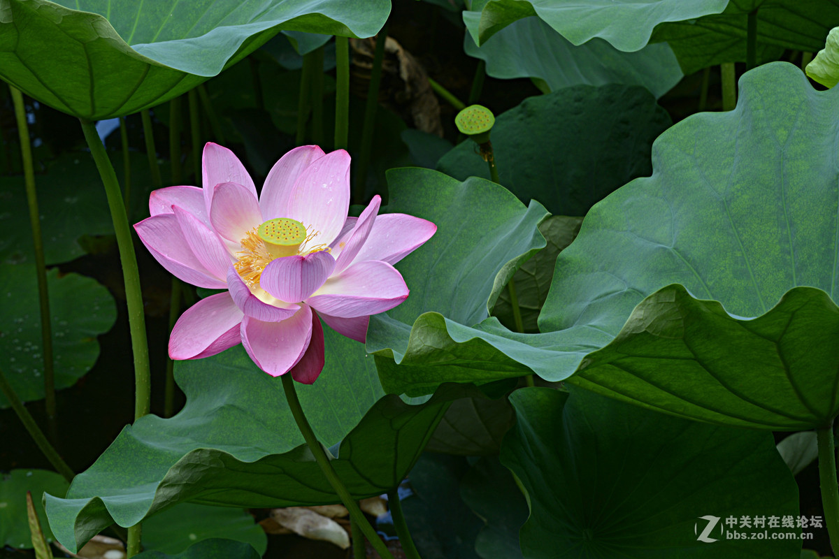 绿盖半篙新雨，红香一点清风。又是一年荷花开。
