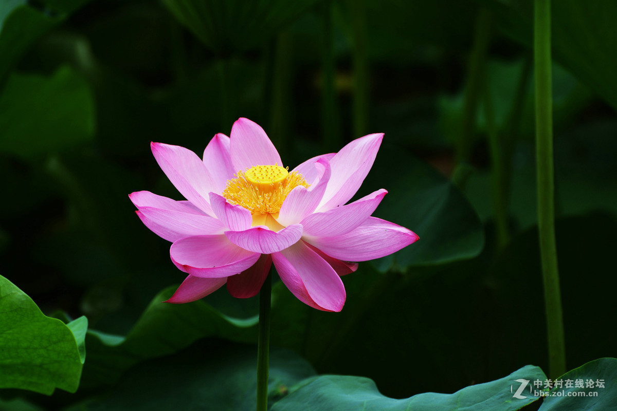 绿盖半篙新雨，红香一点清风。又是一年荷花开。