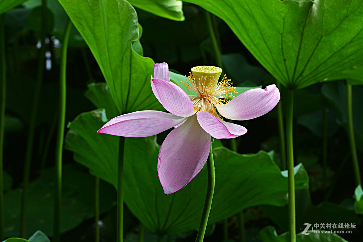 绿盖半篙新雨，红香一点清风。又是一年荷花开。