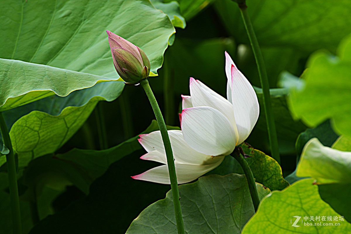绿盖半篙新雨，红香一点清风。又是一年荷花开。