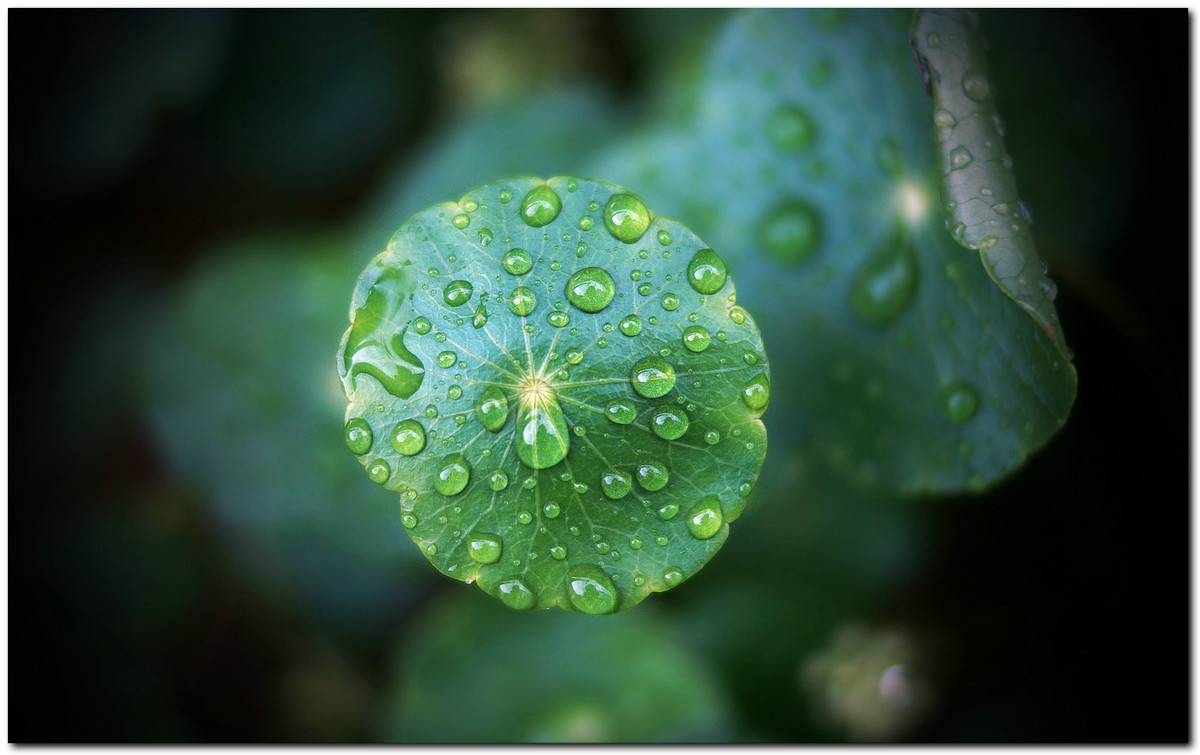 雨珠铜钱草