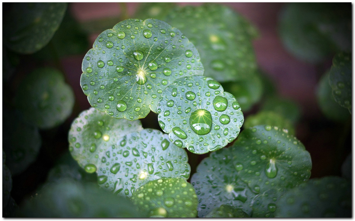 雨珠铜钱草