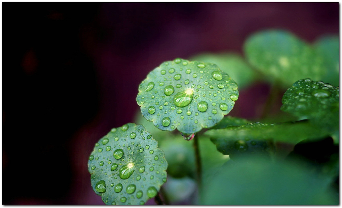 雨珠铜钱草