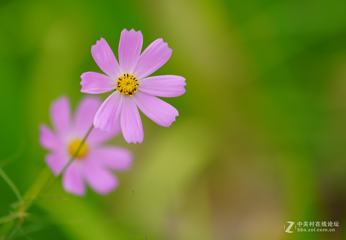 波斯菊