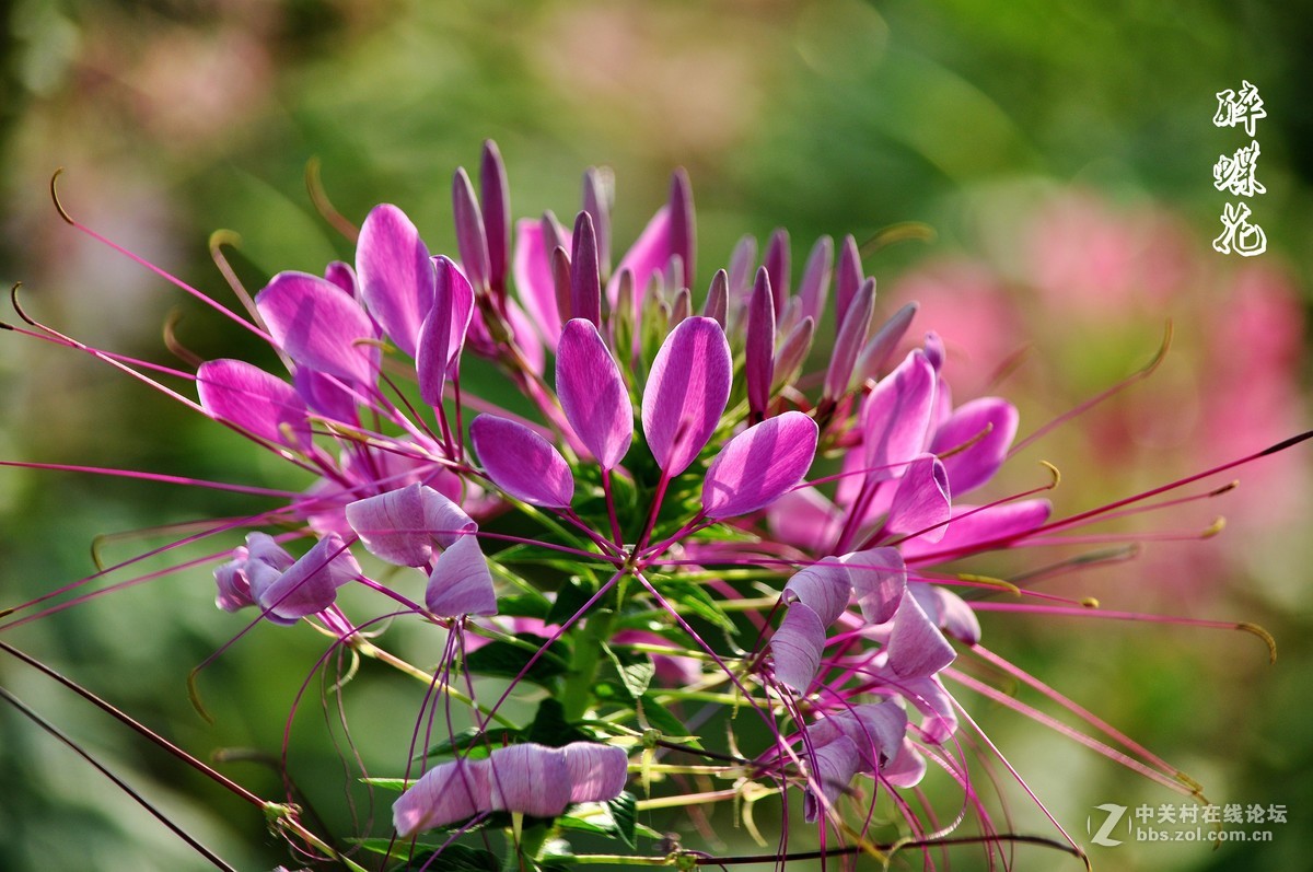 行走在眉山三 醉蝶花 祝各师友中秋快乐