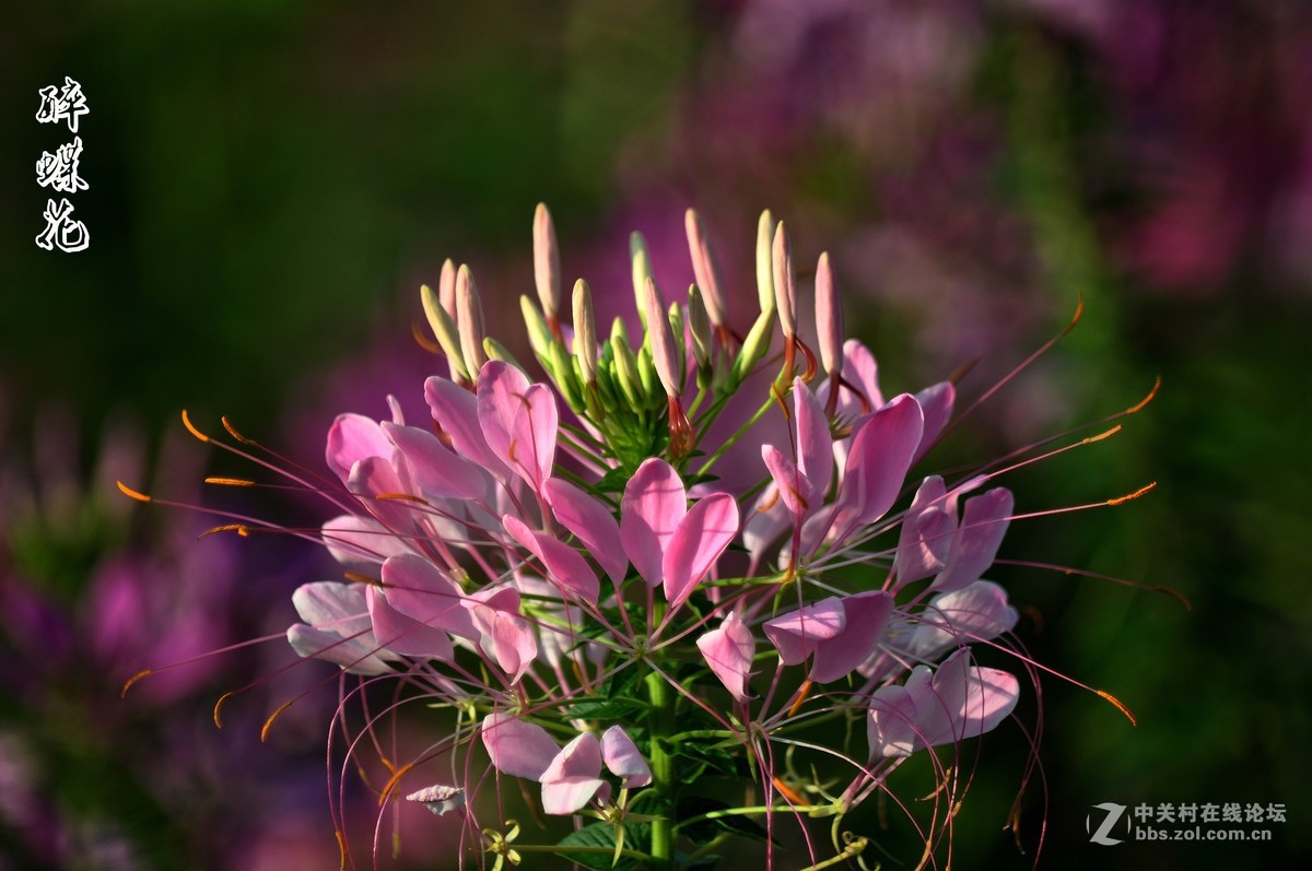 行走在眉山三 醉蝶花 祝各师友中秋快乐