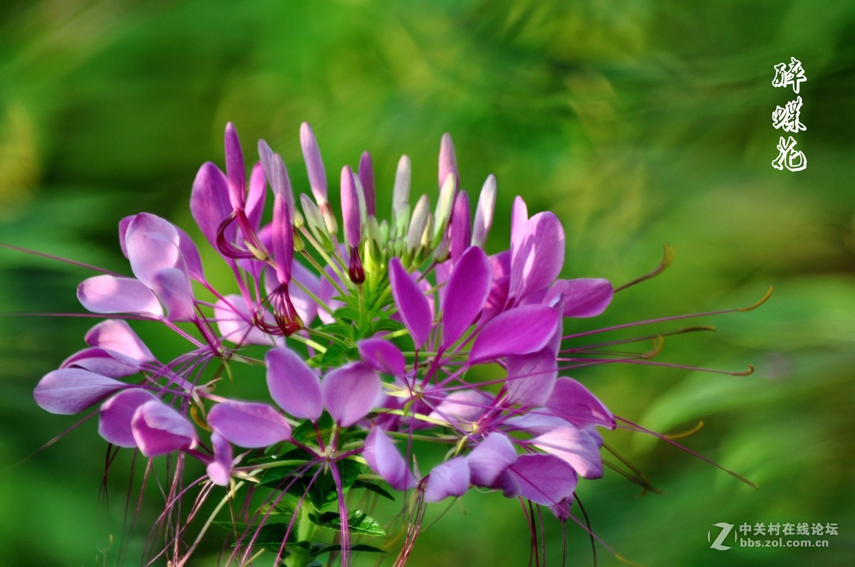 行走在眉山三 醉蝶花 祝各师友中秋快乐