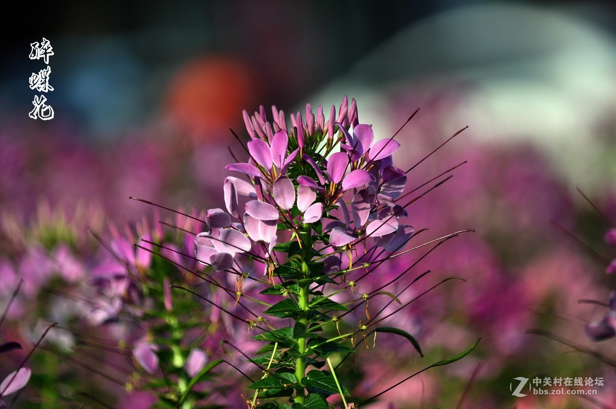 行走在眉山三 醉蝶花 祝各师友中秋快乐