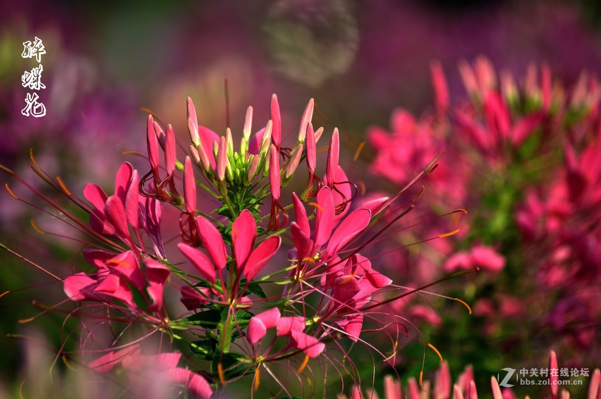 行走在眉山三 醉蝶花 祝各师友中秋快乐