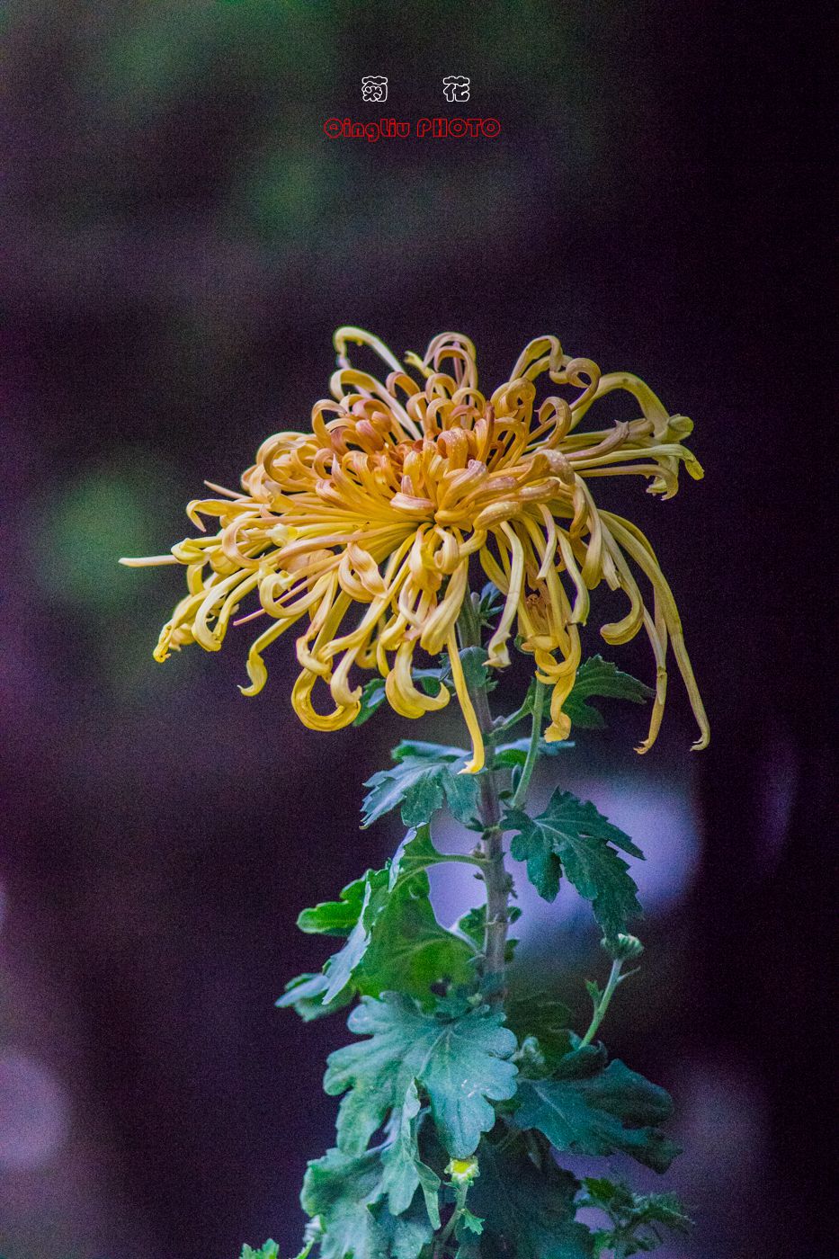 秋菊祝好友仲秋佳节快乐