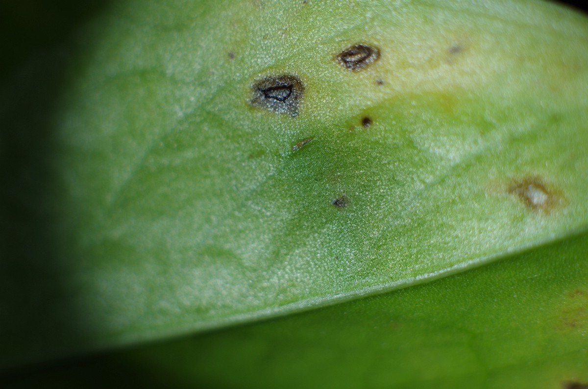 K50+凤凰50 1.7+近摄接圈