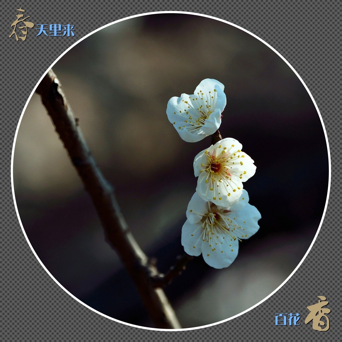 春天里来百花香