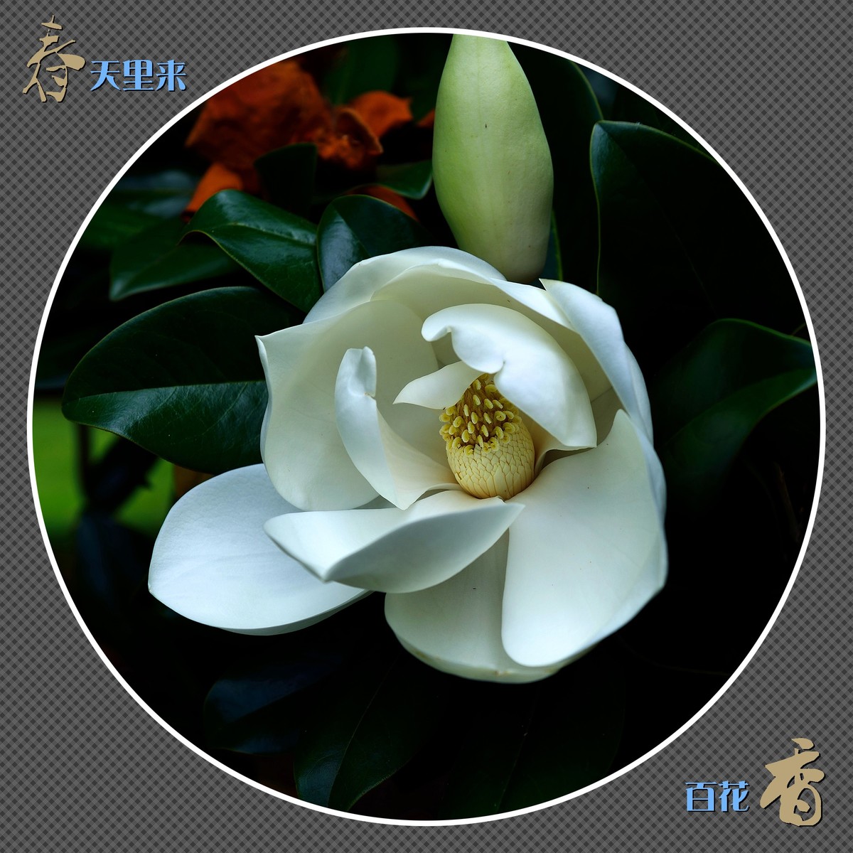 春天里来百花香